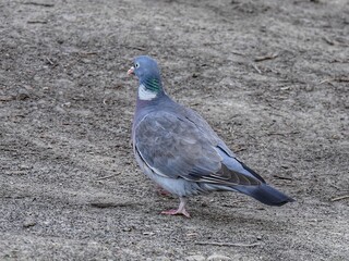 pigeon on the beach