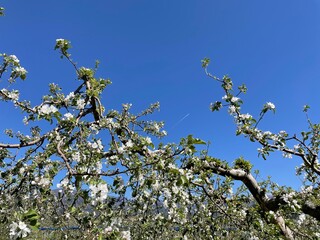 りんごの木と飛行機