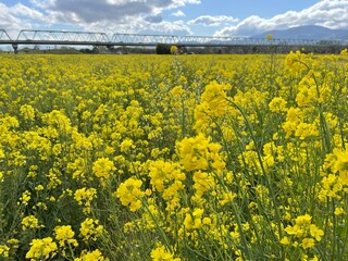菜の花畑と青空と鉄橋