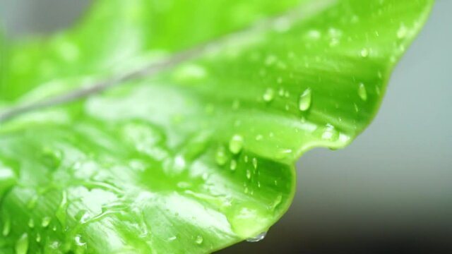 After the rain, nature is refreshed. Plenty of rain droplets settled on the large leaves, with a second soft sun descending upon Asplenium nidus, sparkling bright green._slow motion