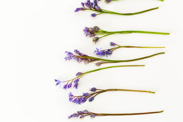 Blue squill, isolated on white background.