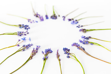 Obraz premium Wildflowers, blue squill isolated on white background. Circle shape.
