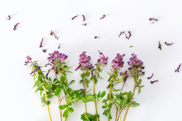 Wildflowers, isolated on a white background.
