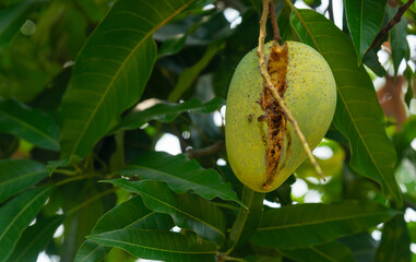 Oriental fruit fly perched on a mango fruit hanging on a tree, which destroys fruits to crack and spoil.