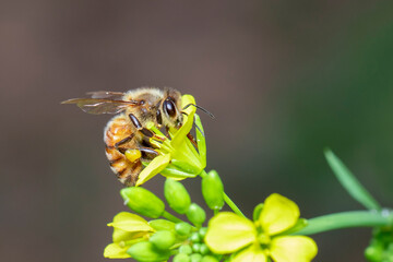 Image of bee or honeybee on flower collects nectar. Golden honeybee on flower pollen with space blur background for text. Insect. Animal.