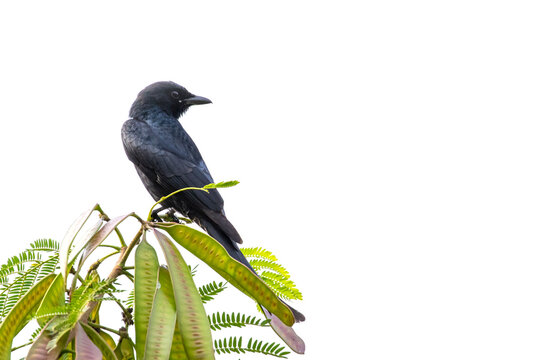 Image of drongo bird (Dicruridae) on nature background. Animal. Birds.