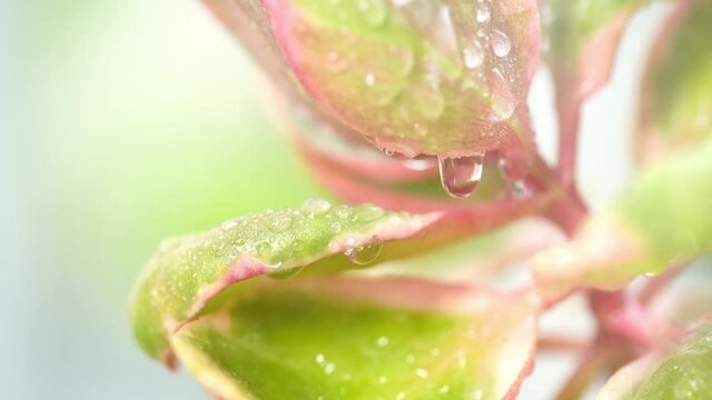 After the rain, nature has returned completely and refreshed. Small droplets of water are formed on the flower petals (Kalanchoe thyrsiflora) between the splashing water. Make the water drip.