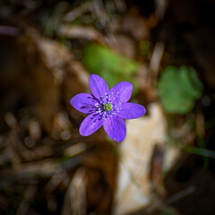 blue anemone in bloom in Kumla Sweden