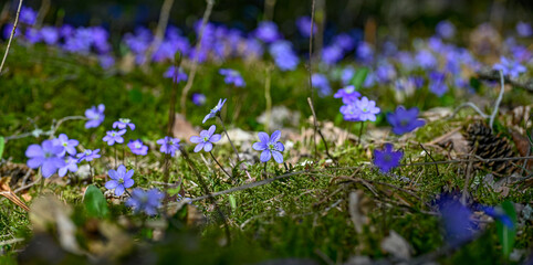 blue anemone in bloom in Kumla Sweden