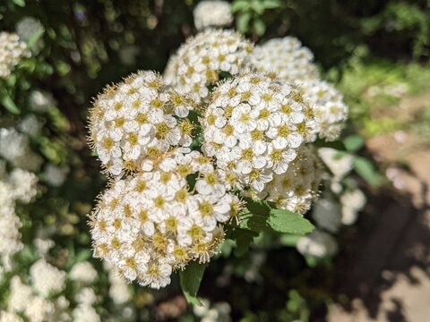 Reeves Spirea