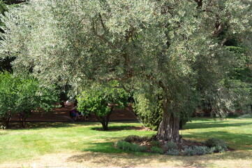 Olive trees