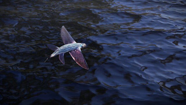 flying fish above the ocean surface