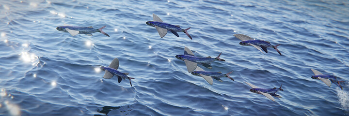 flying fish, school of Exocoetidae, background banner