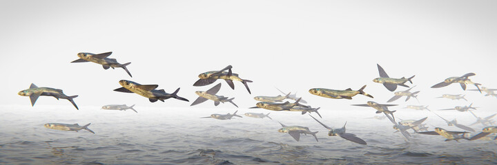 flying fish, school of Exocoetidae, background banner 