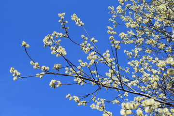 Flowering willow branches with blue sky background, sunny day, spring time