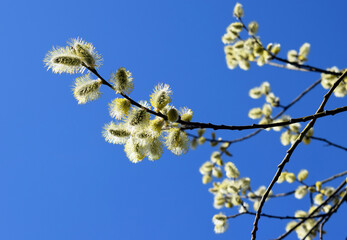 Flowering willow branches with blue sky background, sunny day, spring time