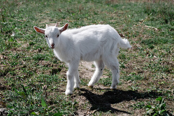 Obraz premium little goats graze in the field
