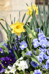 fleurs jonquille jaune jonquille