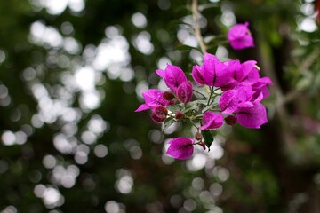 Fototapeta premium Flowers with a bokhe