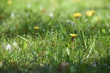 herbe gazon pissenlit fleurs printemps environnement
