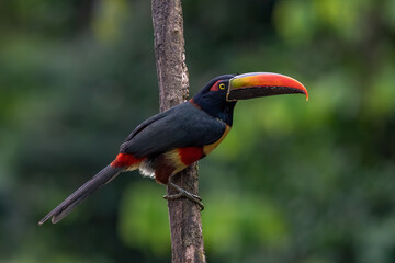 Fototapeta premium Fiery-billed Aracari - Pteroglossus frantzii is a toucan, a near-passerine bird. It breeds only on the Pacific slopes of southern Costa Rica and western Panama