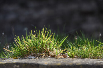 herbe vert environnement planete 
