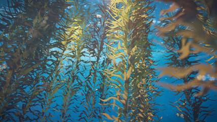 kelp forest, giant brown algae seaweed - obrazy, fototapety, plakaty