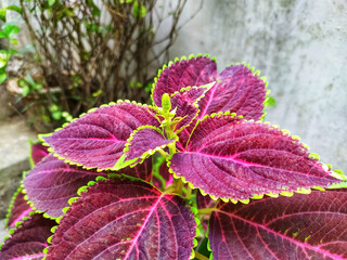 Coleus plant, coleus flower growing with leaves