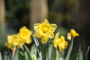 Obraz premium fleur printemps jonquille jaune