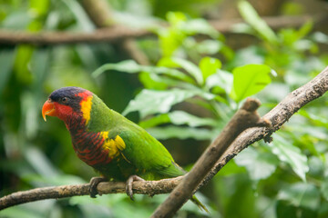The ornate lorikeet (Trichoglossus ornatus) is a species of parrot in the family Psittaculidae. It...