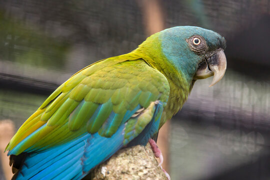 The blue-headed macaw  (Primolius couloni) has mainly green plumage  with the head, flight feathers and primary coverts blue. The uppertail has a maroon base, a narrow green center and a blue tip