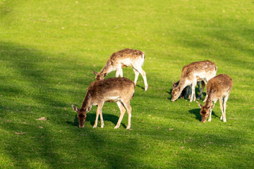 Hirschkühe beim äsen