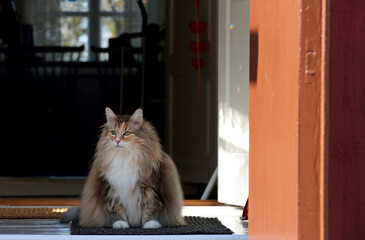 Norwegian forest cat sitting on a doorstep