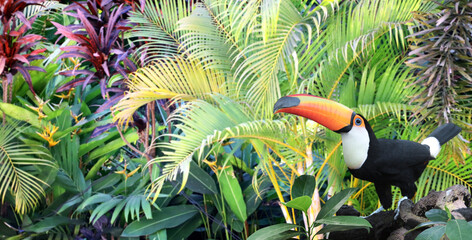 Bel oiseau toucan coloré sur une branche dans une forêt tropicale