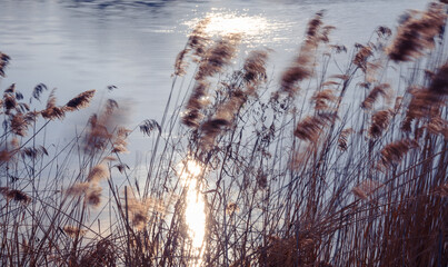 Reeds sway by a lake with a blurred water background. Sun glare reflected in wavy surface.