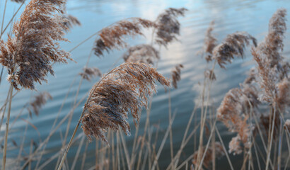 Reeds sway by a lake with a blurred water background. Sun glare reflected in wavy surface.