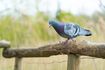 Pigeon on a branch