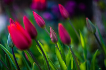 Tulpe Tulip Blume Bl&uuml;te Lila Violet Magenta Rot Orange Bokeh bunt