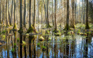 Obraz premium Mysterious wetland forest with trees reflected in water.
