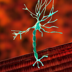 Motor neuron connecting to muscle fiber, 3D illustration