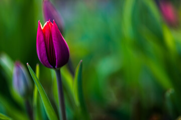 Obraz premium Tulpe Tulip Blume Blüte Lila Violet Magenta Rot Orange Bokeh bunt