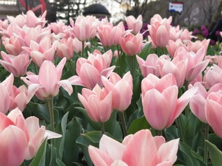 Fototapeta premium tulip