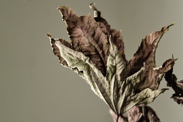 Fototapeta premium Dried leaves. Closeup. Background. Texture. Educational still life for drawing.