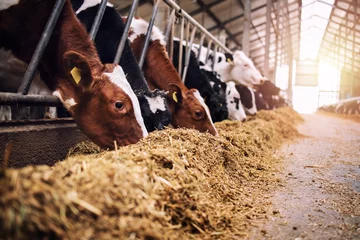 Keuken spatwand met foto Group of cows at cowshed eating hay or fodder on dairy farm. © littlewolf1989