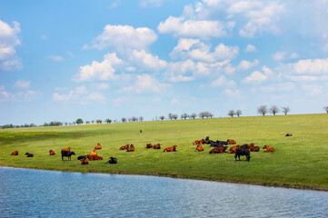 cows at green field near lake