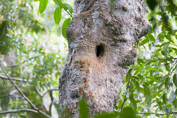 Obraz premium Hollow tree, Khaoyai National Park, Thailand