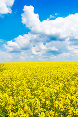 Fototapeta premium Rapeseed and wheat field
