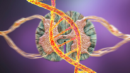 Genetic spinal cord disorders, conceptual 3D illustration