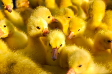 Little yellow ducklings in a box. side view