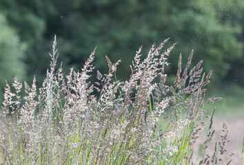 Beautiful UK native grasses blowing gently in the spring breeze releasing pollen into the air